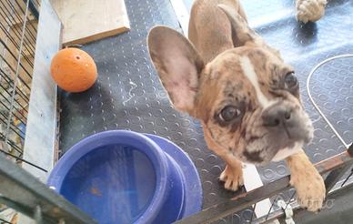 Buldog francese merle' maschietto