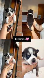 Cuccioli di Siberian Husky