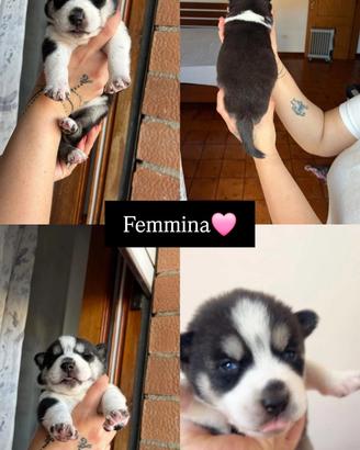 Cuccioli di Siberian Husky