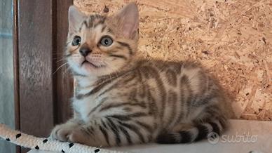 Cucciolo Bengala snow pedegree