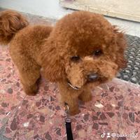 Barboncino toy maschio per monta