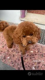 Barboncino toy maschio per monta