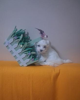 Disponibile bidhon malteze