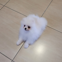 Cucciolo di spitz tedesco nano