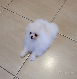 Cucciolo di spitz tedesco nano