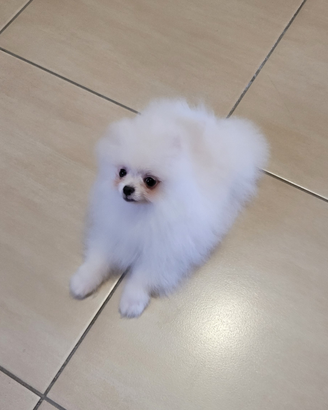 Cucciolo di spitz tedesco nano