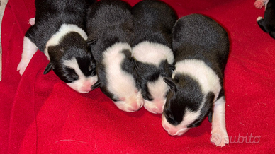 Cuccioli border collie fa lavoro