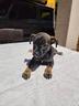winnie-e-claude-mix-pinscher