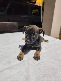 Winnie e Claude mix Pinscher