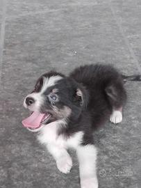 Cuccioli pastore australiano pedigree ENCI