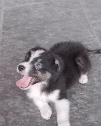 Cuccioli pastore australiano pedigree ENCI