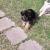 Cuccioli pastore tedesco pelo lungo