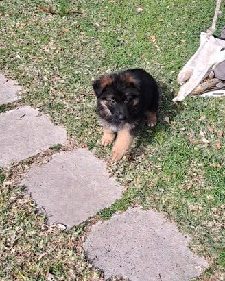 Cuccioli pastore tedesco pelo lungo