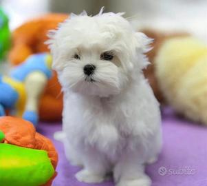 Maltese toy
