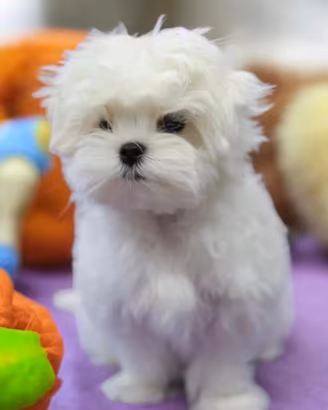 Maltese toy