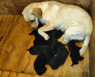 Cuccioli neri di Labrador Retriever