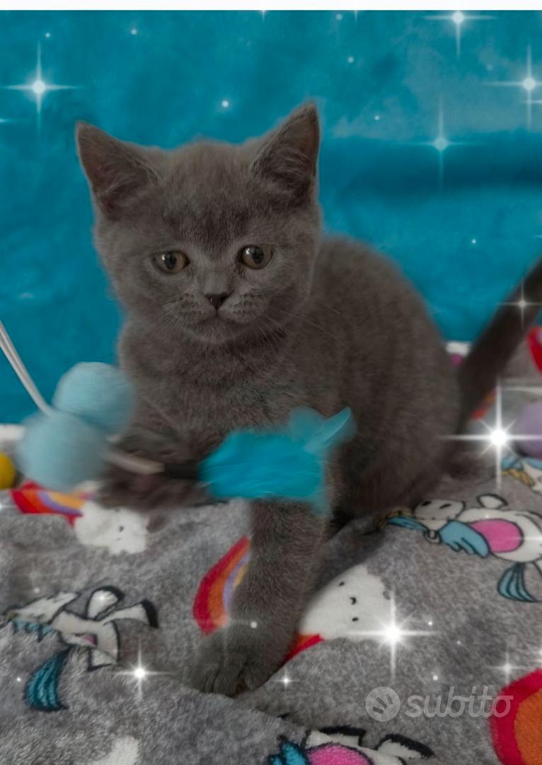 Gattina British shorthair - Animali In vendita a Roma