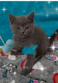 Gattina British shorthair - Animali In vendita a Roma