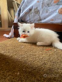 Cuccioli di gatto siberiano certificati
