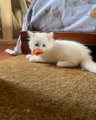 Cuccioli di gatto siberiano certificati