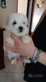 maltese mini toy 