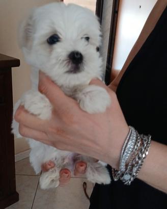 maltese mini toy 