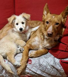 Adozione due cagnoline meticce