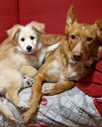 Adozione due cagnoline meticce