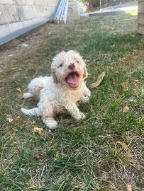 Lagotto romagnolo