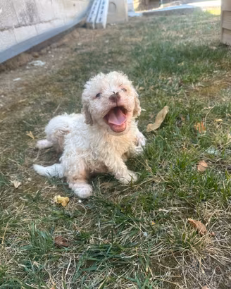 Lagotto romagnolo