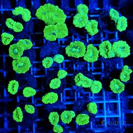 Frag caulastrea gialla