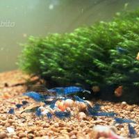 Gamberetti Davidi Blu Velvet/Blue Dream puri