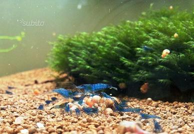 Gamberetti Davidi Blu Velvet/Blue Dream puri