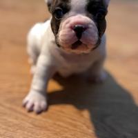 Bulldog francese
