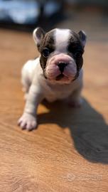 Bulldog francese