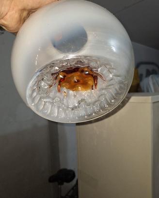 sfera vetro di murano