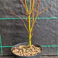 Pre Bonsai di Acero Palmato Verde Giapponese Z 85