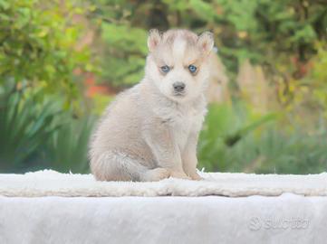 Cucciolo di Husky