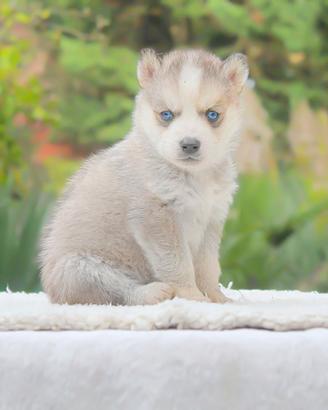 Cucciolo di Husky
