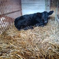 Vitello limousine x angus