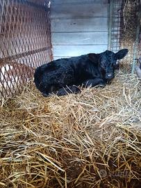 Vitello limousine x angus