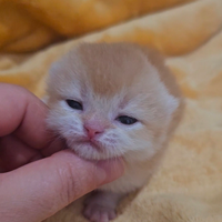 Meravigliosi cuccioli british shorthair pedigree