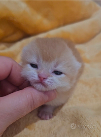 Meravigliosi cuccioli british shorthair pedigree