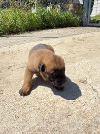 Pastore belga malinois