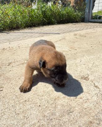 Pastore belga malinois