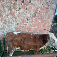 Vitelli manze (Simmental)