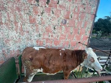 Vitelli manze (Simmental)