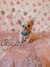 Chihuahua femmina a pelo lungo con pedigree