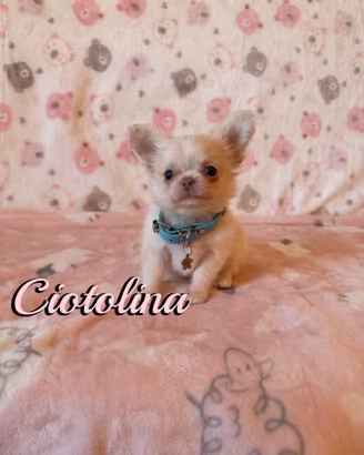 Chihuahua femmina a pelo lungo con pedigree