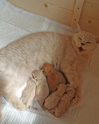 British shorthair cuccioli cream